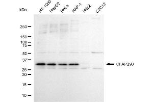 Western blotting analysis using CFAP298 antibody (ABIN7798026). (CFAP298 antibody)