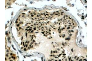 ABIN184863 (4µg/ml) staining of paraffin embedded Human Testis. (RAD51AP1 antibody  (C-Term))