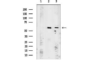 anti-Olfactory Receptor, Family 51, Subfamily A, Member 7 (OR51A7) (C-Term) antibody