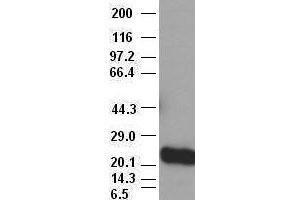 Western Blotting (WB) image for anti-Noggin (NOG) (AA 28-232) antibody (ABIN1491316) (NOG antibody  (AA 28-232))