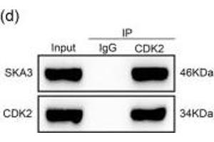 SKA3 inhibited the interaction between CDK2 and p53.