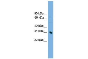 PRSS8 antibody used at 1 ug/ml to detect target protein. (PRSS8 antibody  (Middle Region))