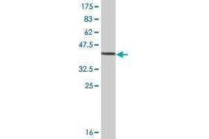Western Blot detection against Immunogen (37.