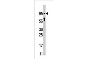 Image no. 1 for anti-Signal Transducer and Activator of Transcription 5A (STAT5A) (pTyr694) antibody (ABIN358238) (STAT5A antibody  (pTyr694))