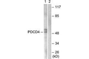 Western Blotting (WB) image for anti-Programmed Cell Death 4 (PDCD4) (AA 420-469) antibody (ABIN2888919) (PDCD4 antibody  (AA 420-469))