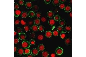 Immunofluorescence Analysis of live Jurkat cells. (CD47 antibody)