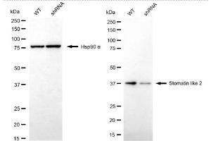 Western blotting analysis using Stomatin like 2 antibody (ABIN7800442).