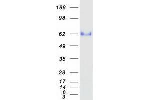 OIT3 Protein (Myc-DYKDDDDK Tag)