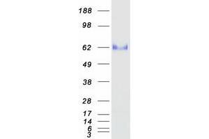 Validation with Western Blot (OIT3 Protein (Myc-DYKDDDDK Tag))