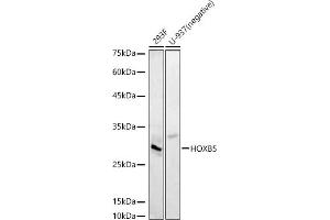 Western blot analysis of extracts of various cell lines, using HOXB5 antibody (ABIN7267769) at 1:510 dilution. (HOXB5 antibody  (AA 1-170))