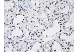 Immunohistochemical staining of paraffin-embedded Kidney tissue using anti-FCGR2A mouse monoclonal antibody. (FCGR2A antibody)
