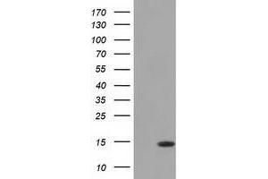 Western Blot analysis of HEK293T cell lysates (5 ug) transfected with either recombinant CISD1 protein (Right) or empty vector (Left) detected with CISD1 antibody