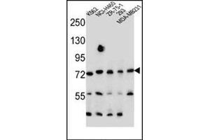 Western blot analysis of SEC14L5 Antibody (Center) Cat. (SEC14L5 antibody  (Middle Region))