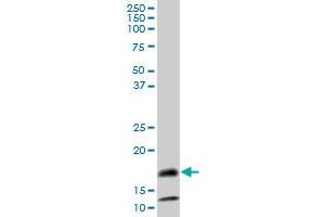 SAA4 MaxPab polyclonal antibody. (SAA4 antibody  (AA 1-130))
