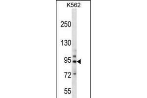 PCDHB14 Antibody (N-term) (ABIN656255 and ABIN2845571) western blot analysis in K562 cell line lysates (35 μg/lane). (PCDHB14 antibody  (N-Term))