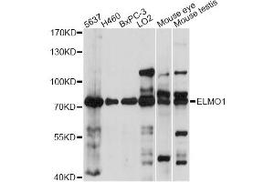 Western blot analysis of extracts of various cell lines, using ELMO1 antibody.