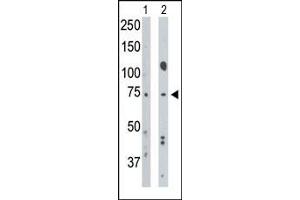 The anti-BR1A Pab (ABIN388736 and ABIN2838944) is used in Western blot to detect BR1A in mouse muscle tissue lysate (Lane 1) and Hela cell lysate (Lane 2). (BMPR1A antibody  (N-Term))