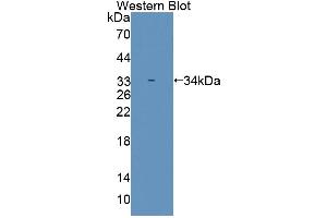 Figure. (SMUG1 antibody  (AA 1-270))