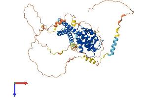 TOM1L2 Protein (AA 1-507) (His tag)