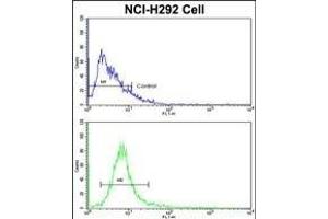Flow cytometric analysis of NCI- cells using EEF1A1/ EEF1A2 Antibody (N-term)(bottom histogram) compared to a negative control cell (top histogram). (EEF1A2 antibody  (AA 46-72))