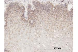 Immunoperoxidase of purified MaxPab antibody to RGS13 on formalin-fixed paraffin-embedded human esophagus. (RGS13 antibody  (AA 1-159))