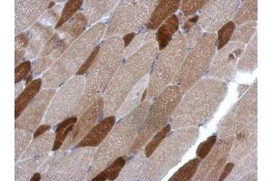 IHC-P Image Immunohistochemical analysis of paraffin-embedded mouse muscle, using RGS4, antibody at 1:500 dilution. (RGS4 antibody)