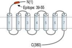 anti-Opioid Receptor, kappa 1 (OPRK1) (AA 39-55), (Extracellular), (N-Term) antibody (FITC)