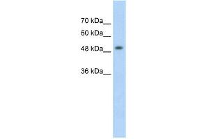 WB Suggested Anti-MECP2 Antibody Titration:  2. (MECP2 antibody  (N-Term))