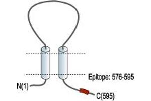 Purinergic Receptor P2X, Ligand-Gated Ion Channel, 7 (P2RX7) peptide