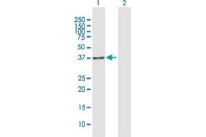 Western Blot analysis of IREB2 expression in transfected 293T cell line by IREB2 MaxPab polyclonal antibody. (IREB2 antibody  (AA 1-343))