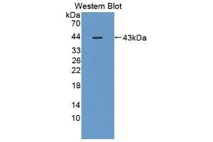 Western blot analysis of the recombinant protein. (IL12B antibody  (AA 30-311))