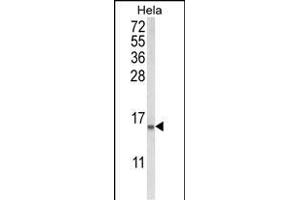 Western blot analysis of COTL1 Antibody (C-term) (ABIN652766 and ABIN2842503) in Hela cell line lysates (35 μg/lane). (COTL1 antibody  (C-Term))