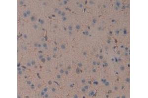 Figure. (Ectodysplasin A antibody  (AA 141-378))