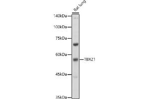 Western blot analysis of extracts of Rat lung, using TBX21 antibody (ABIN1682974, ABIN3019139, ABIN3019140 and ABIN6220736) at 1:500 dilution. (T-Bet antibody  (AA 326-535))