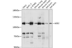 Western blot analysis of extracts of various cell lines, using MIB2 antibody (ABIN7266881) at 1:1000 dilution. (MIB2 antibody  (AA 300-580))