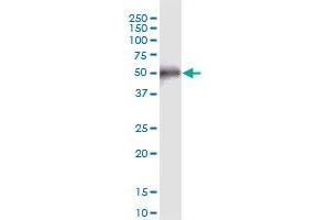 CCDC8 MaxPab polyclonal antibody. (CCDC8 antibody  (AA 1-538))