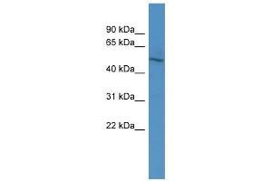 ZNF101 antibody used at 2. (ZNF101 antibody  (N-Term))