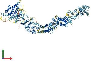 AlphaFold protein structure predicition of Mouse Recombinant Mms22l Protein, UniprotID B1AUR6 (MMS22-Like, DNA Repair Protein (MMS22L) (AA 1-1238) protein (His tag))