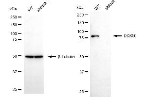 Western blotting analysis using DDX50 antibody (ABIN7798289). (DDX50 antibody)