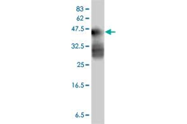 MAGEA12 antibody  (AA 70-168)
