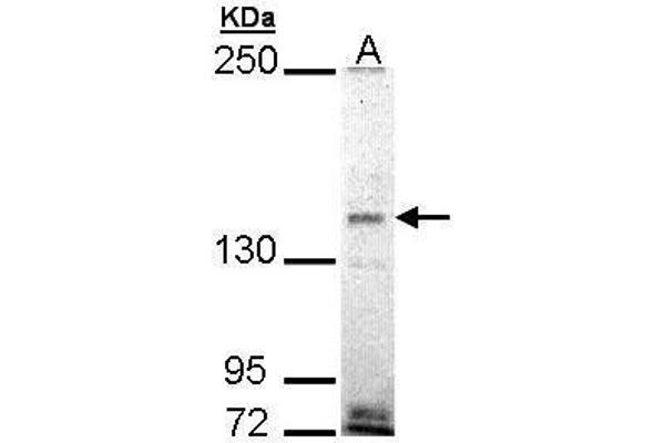 EHBP1 antibody