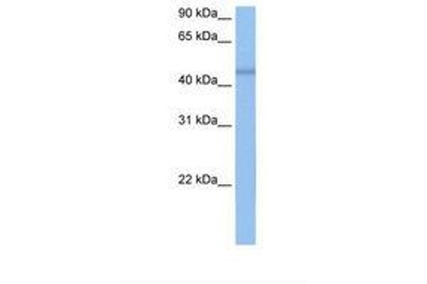 C7orf64 antibody  (AA 297-346)