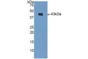 Detection of Recombinant NPPB, Mouse using Polyclonal Antibody to Natriuretic Peptide Precursor B (NPPB) (NPPB antibody  (AA 27-121))