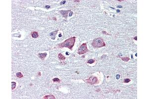 Anti-GABRA4 antibody IHC of human brain, cortex. (GABRA4 antibody  (AA 349-361))