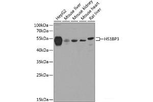 Western blot analysis of extracts of various cell lines using HS1BP3 Polyclonal Antibody at dilution of 1:1000.