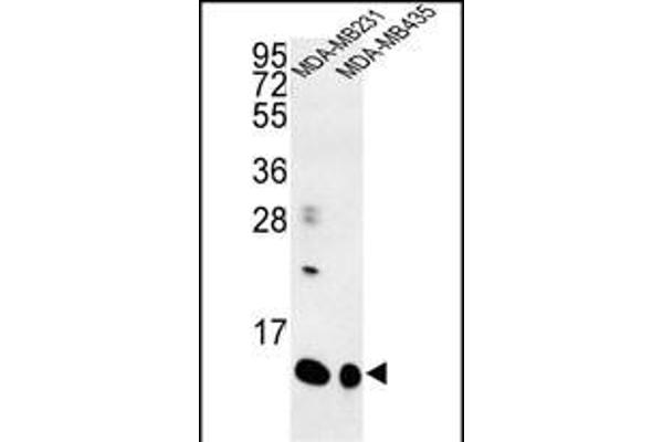 SPRR1B antibody  (C-Term)