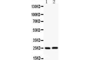 Western Blotting (WB) image for anti-Claudin 2 (CLDN2) (AA 38-230) antibody (ABIN3042751) (Claudin 2 antibody  (AA 38-230))