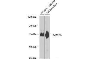 Western blot analysis of extracts of various cell lines using AMY2A Polyclonal Antibody at dilution of 1:1000. (AMY2A antibody)