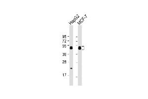 All lanes : Anti-ARFG Antibody (C-term) at 1:8000 dilution Lane 1: HepG2 whole cell lysate Lane 2: MCF-7 whole cell lysate Lysates/proteins at 20 μg per lane.