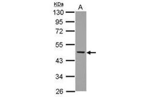 Image no. 2 for anti-Neutrophil Cytosol Factor 1 (NCF1) (AA 1-228) antibody (ABIN1501901) (NCF1 antibody  (AA 1-228))